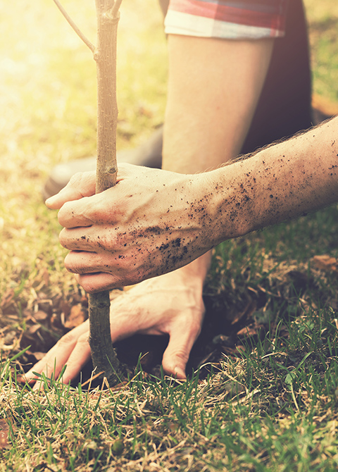 Homeowner planting tree fp homeowner